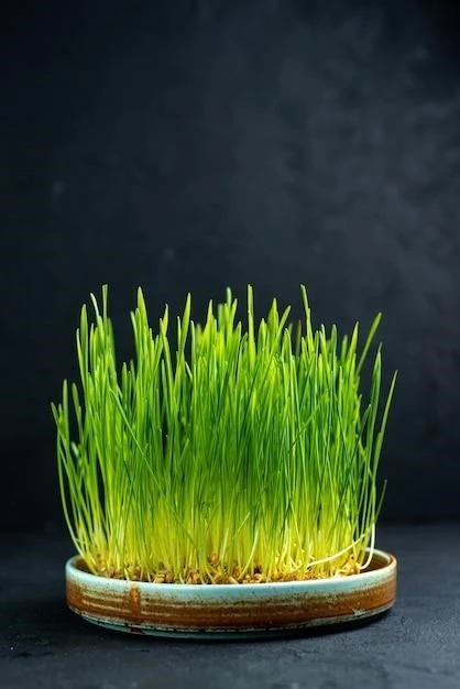 The Power of Wheatgrass: Benefits, Side Effects, and Uses