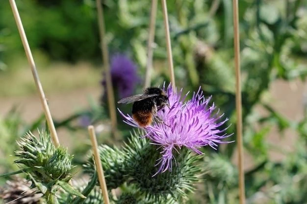 Uses of Milk Thistle